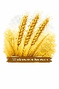 Winterweizen Ernestus